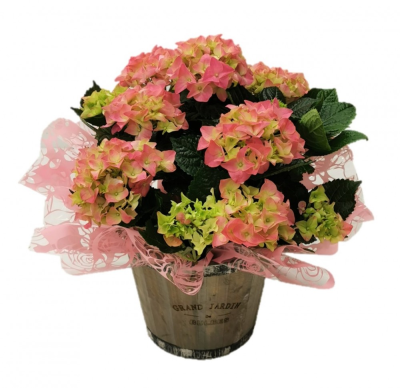 Hydrangea plant in barrel bucket | Buttercups & Daisies Florist Birmingham - Hydrangea plant in barrel from our Birmingham florist.